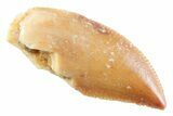 Serrated Raptor Tooth - Real Dinosaur Tooth #364816-1